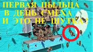 Первая пыльца сезона 2023