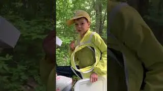 Калопнакс семилпастный, или Диморфнт .  Конкурсный  видеорепортаж «День рододендрона - 2024»