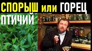 СПОРЫШ трава - горец птичий ЛЕЧЕБНЫЕ СВОЙСТВА применение, польза, при почках подагре, как заваривать