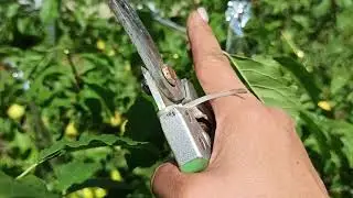 Алыча в форме куста  Летняя обрезка