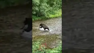 Медведь ловит рыбу