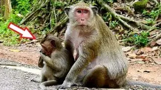 OMG!  Popeye Loves Both Son Very Much, Lovely Family Monkey