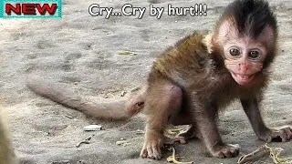 Seriously hurt...Million Pity! Baby Brittany cry seizure hurt with pain and torture by other monkey