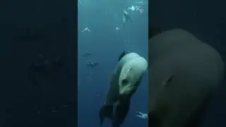 У этих сардин не было шансов спасись.