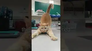 What Does Catnip Do to Cats? 🤯 Watch the Funny Reaction!  