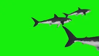 Shark green screen video effect