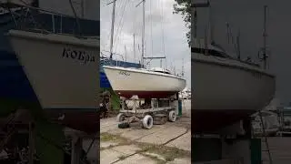 Кобра 🤣
