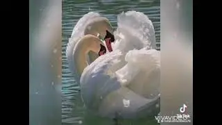 Любовь уставших лебедей.Караоке
