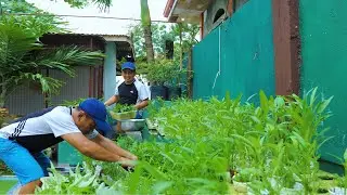 FLOATING GARDEN of Water Spinach in a tiny pond through AQUAPONICS! Converting vehicle into a store