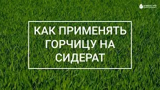 Как применять горчицу на сидерат в огороде и ее посев? | Agrolife.ua 