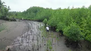 Mangrove tagging in Bayug Island