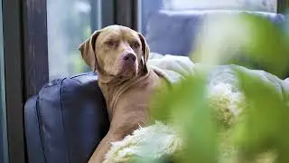 Dog Moments Compilation 2022
