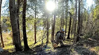 Грибник Зашёл в Лес Нашел Грибы 2024 и Обалдел. Тихая Охота в Мае. Собрал и Приготовил.