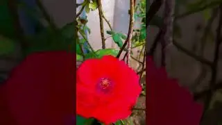 Beautiful Red Rose Flowers 🌹plant Flowering (amazing)