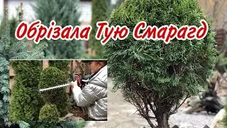 Туя Смарагд.ТОПІАРНА форма  