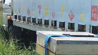 Грубейшая ошибка пчеловода на пасеке при переезде