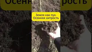 Земля как пух. Осенняя хитрость.  