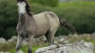 Horse Running On Grassland l Free Stock Footage | No Copyright Videos | Download Link Decription !