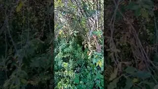 Почему я стал реже выкладывать видео