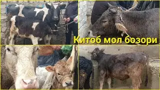 17.02.2023 К,ашк,адарё вилояти, Китоб тумани, Китоб мол бозори. Чорва моллар нархлари.