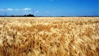 Тарас Петриненко, Тетяна Горобець  -  Прапор України