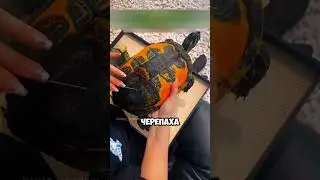 Чистка черепашки 🐢🐢 