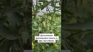 Формировка томата в два, три ствола. Май 2023.