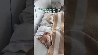 Necesitaba dos perros guardianes, pero todo salió mal 