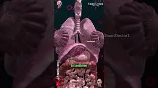 Female Internal Anatomy 📢♀️