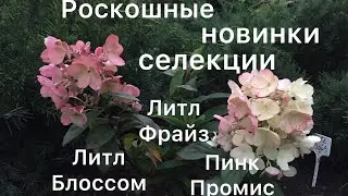 РОСКОШНЫЕ ГОРТЕНЗИИ НОВИНКИ СЕЛЕКЦИИ И НОВИНКИ В САДУ. Посадка Литл Фрайз, Литл Блоссом, Пинк Промис