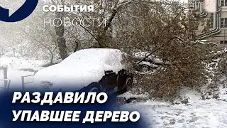 Придавило деревом. Почему управляющая компания уходит от ответа? Скандал в суде