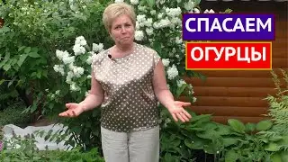 ПОЧЕМУ ЖЕЛТЕЮТ И ОТПАДАЮТ ЗАВЯЗИ ОГУРЦОВ И ЧТО С ЭТИМ ДЕЛАТЬ!!