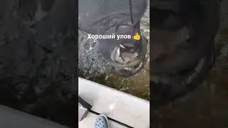 Хороший улов 👍 #рыбалка #fishing #carpfishing #карп #carp #рыба #щука #еда #рецепты #кино