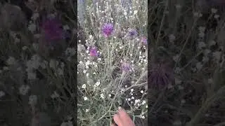 Медоносы Алтайского края.