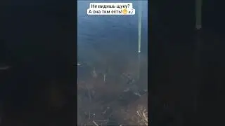 А ты видишь щуку на видео!? 😁🎣 