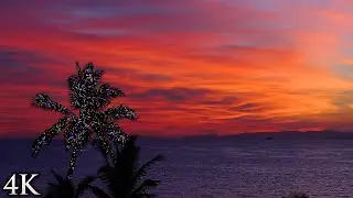 4K Christmas Scene: Tropical Holiday - Lighted Palm Tree in Paradise 1HR Nature Scene w/Ocean Sounds