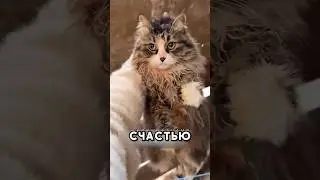 Уличный кот нашёл их  пропавшего кота #shorts #добро