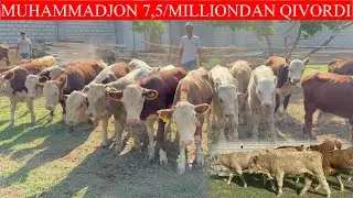 MUHAMMADJONDAN KOTTA AKSIYA 7,5/MILLIONDAN QIVORDI MAN SIZ ISLAGAN ARZON JOYI