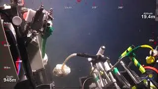 ROV SuBastian Dive 260- Grays Canyon