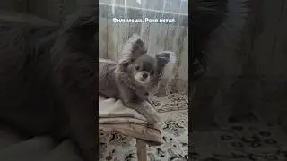 Филимоша рано встал 