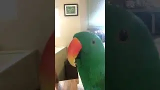 Eclectus parrot Happy and Playing