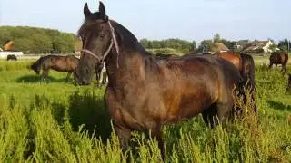 Ameland Rijstal de Blinkert