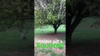 Goldendoodle and Aussiedoodle chase a squirrel.