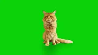 cat green screen animation effects HD footages | Kitten chroma key animation effects free