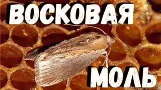 Восковая моль / Огнёвка пчелиная
