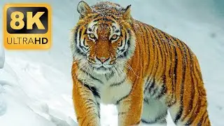 THE BEST WILD ANIMALS 8K Video Ultra HD • 60Fps HDR