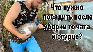 Посадите это после своих огурцов томатов и перцев .ОСНОВНОЙ СЕКРЕТ ЗДОРОВОЙ И ПЛОДОРОДНОЙ ПОЧВЫ .