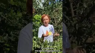 Ржавчина на грушах. Автор : poli_na_malina