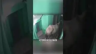 НА ЛОШАДИ К ЛЮБИМОЙ В ПОДЬЕЗД