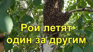 Рои летят один за другим